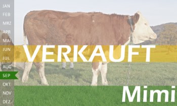 trchtige Fleckvieh Kalbin zu verkaufen, beweidet und ruhig